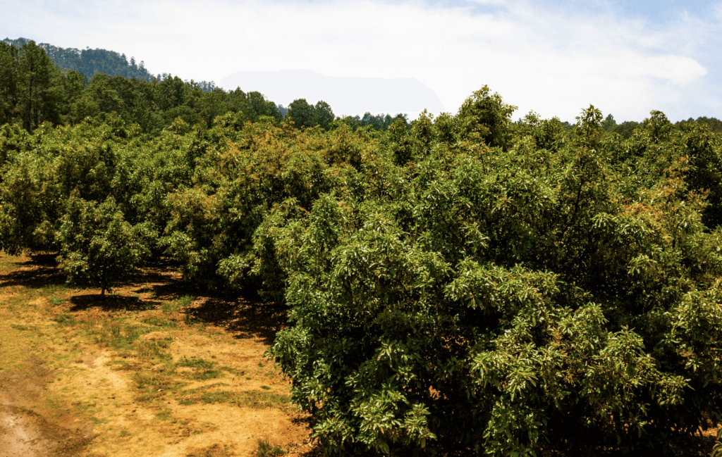 524d373a396dcaa0b3090b93fae74cf4